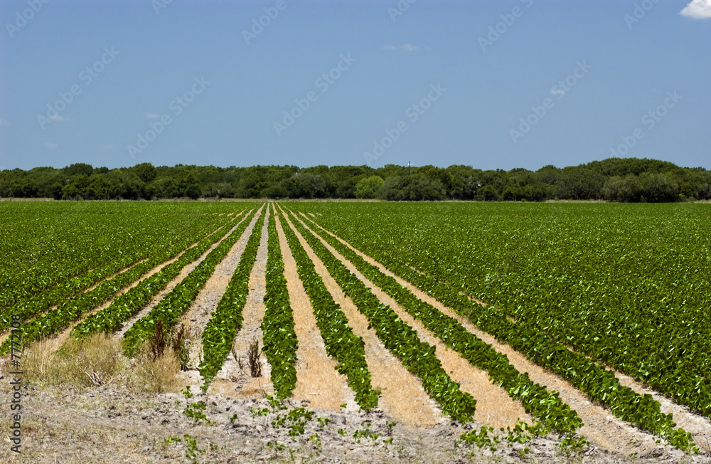 Crop Rows