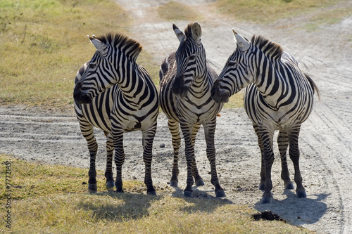 three zebra fellows gossip