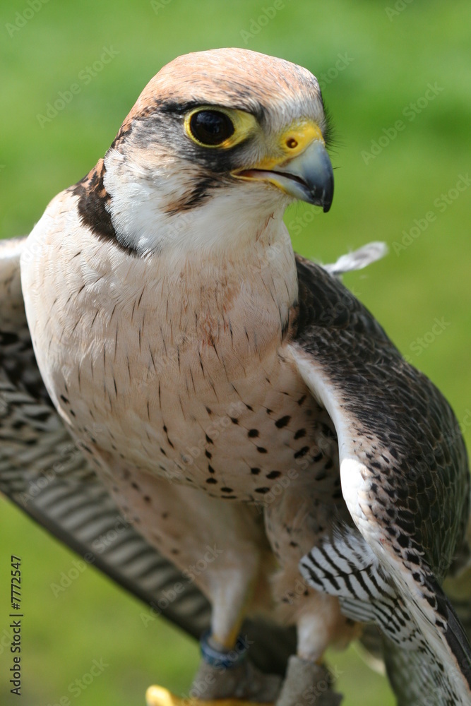 Obraz premium Halcón Lanario