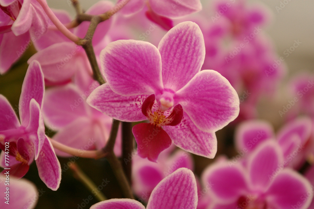 Pink/purple orchid Pink/purple orchid