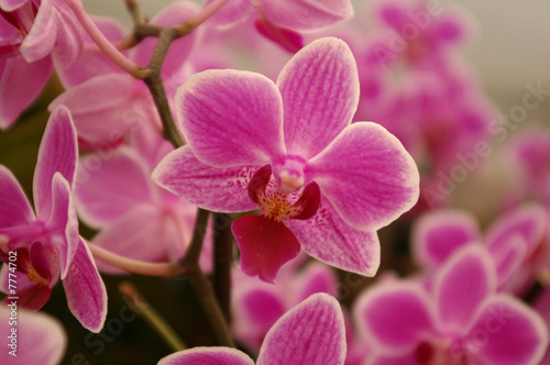 Pink purple orchid