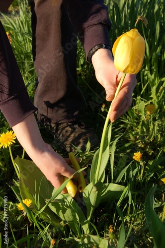cutting tulip