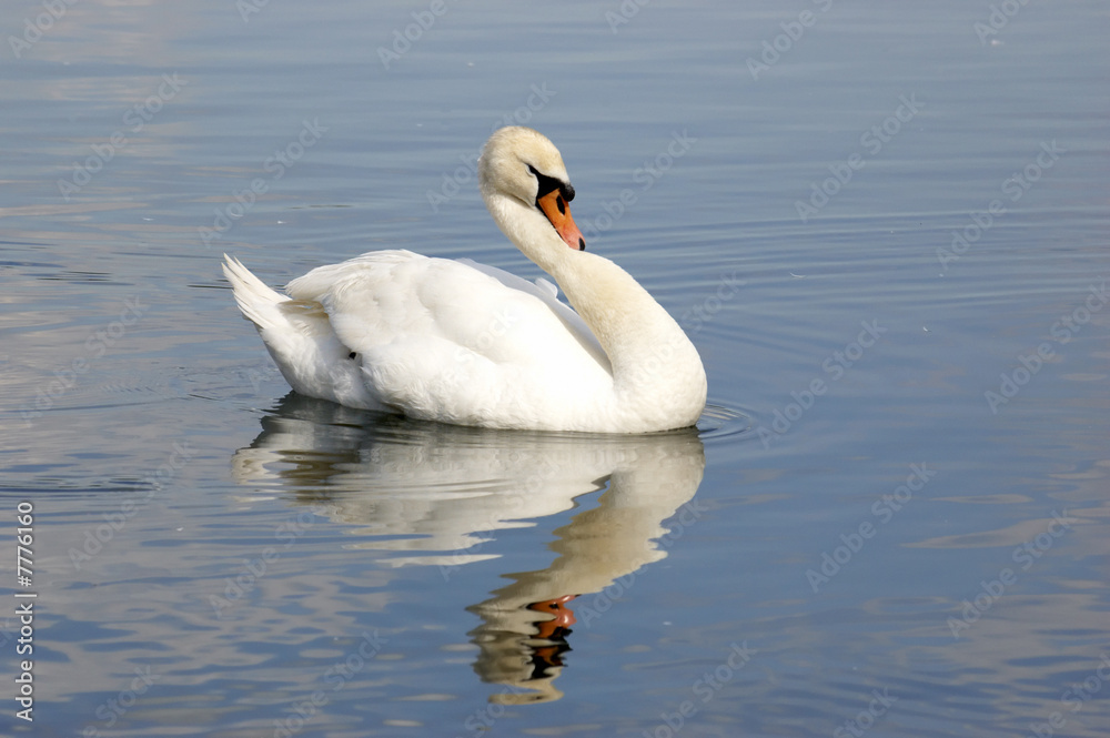 Swan Swan