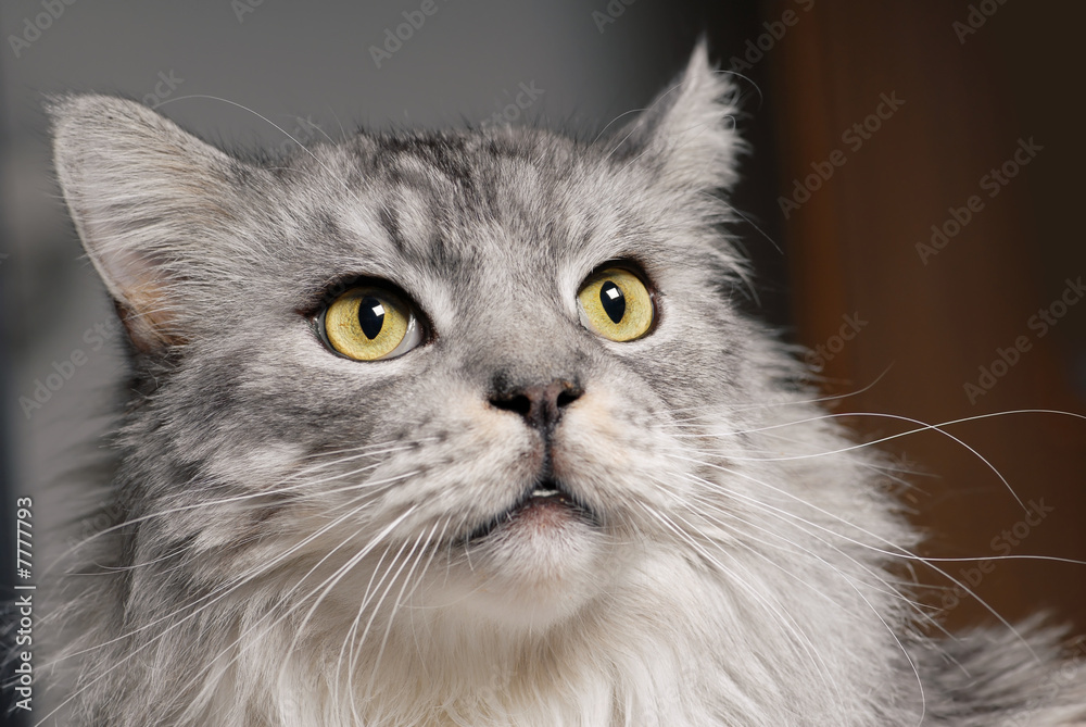 Fototapeta premium Maine-Coon Rassekatze