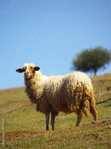 mouton photo