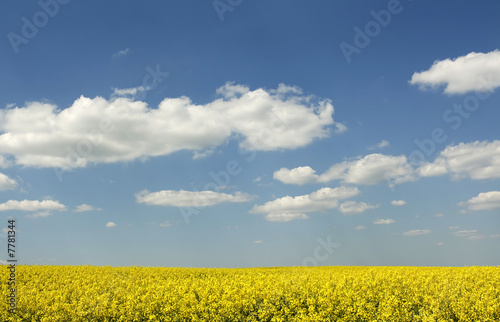 beautiful rape field and clear blue sky as background