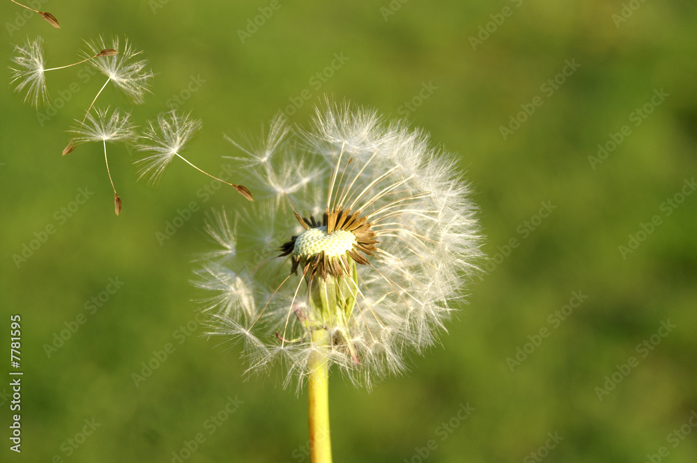 Fototapeta premium Löwenzahn