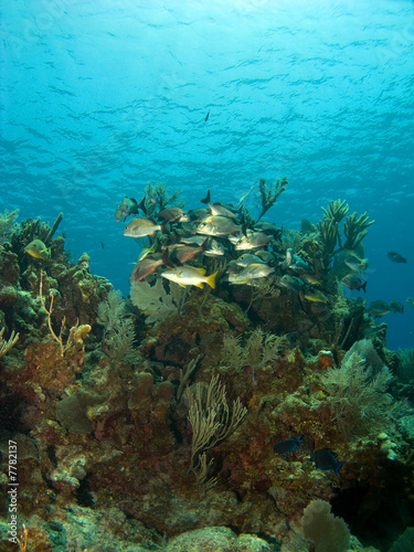 School of Fish on a Coral Head