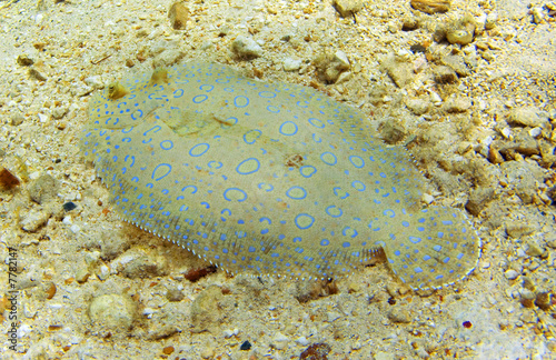 Flowery flounder