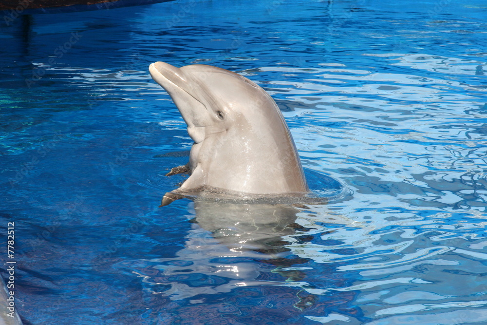 Naklejka premium HAPPY DOLPHIN