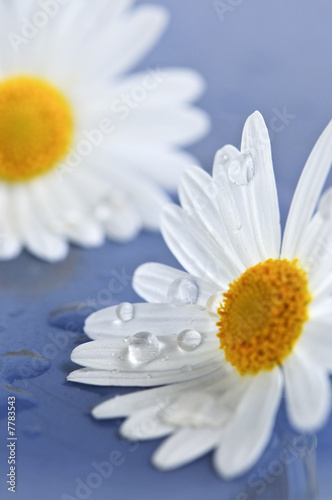 Daisy flowers with water drops