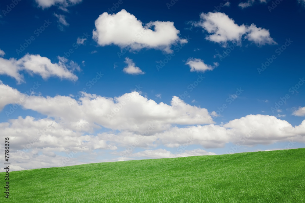 Spring Wheat Field