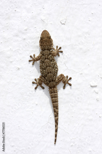 Gecko isolated on white