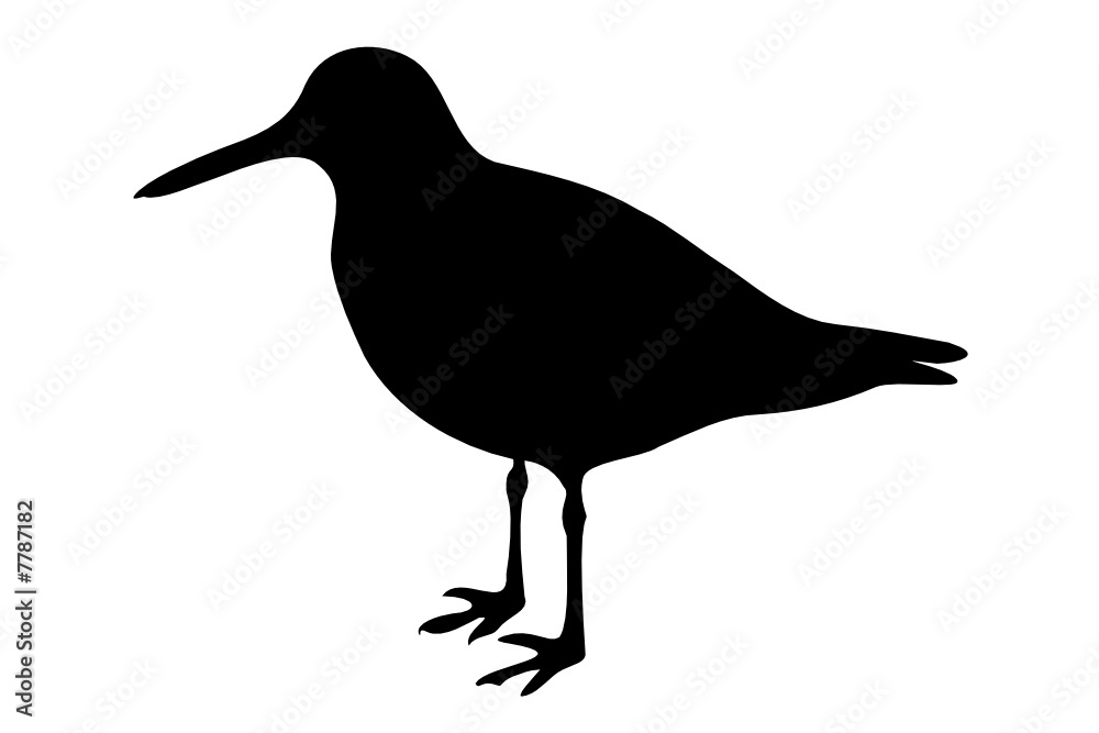 OysterCatcher Adobe Stock