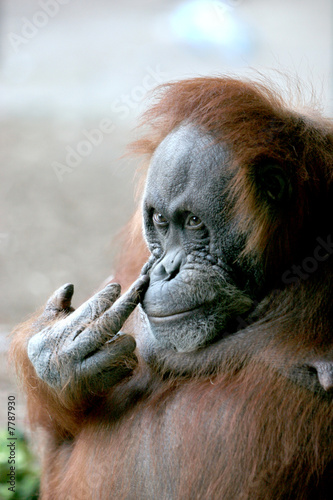 orangutan Flipping the Bird