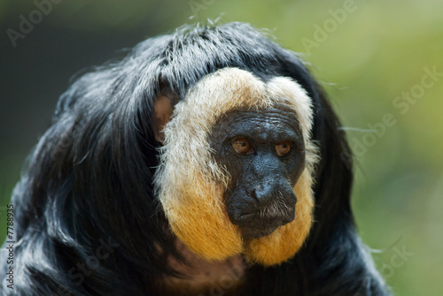 white-faced Saki