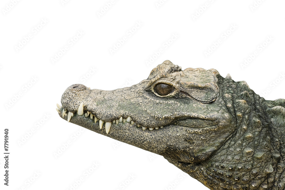 Fototapeta premium crocodile