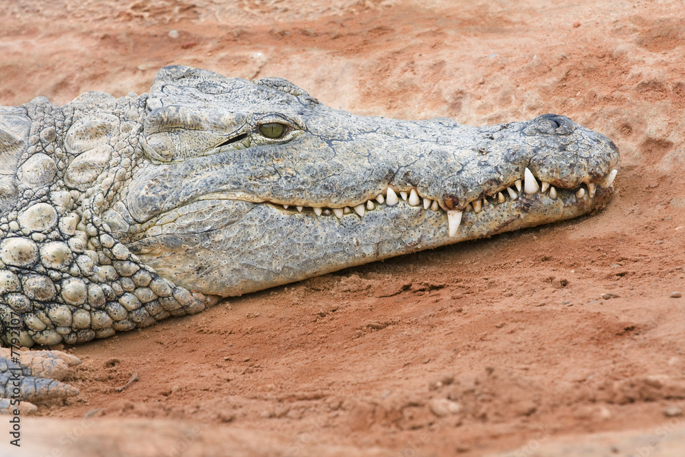 Obraz premium crocodile