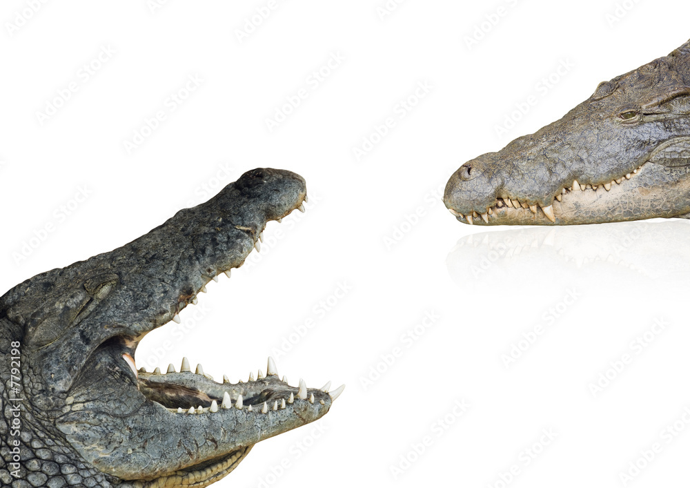 Obraz premium crocodiles