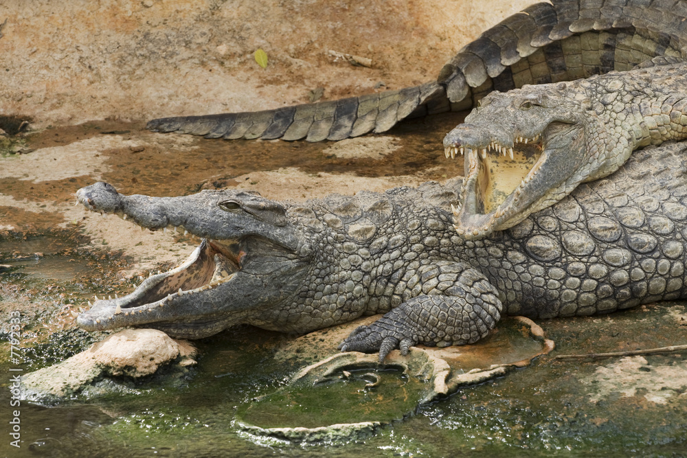 Obraz premium crocodiles