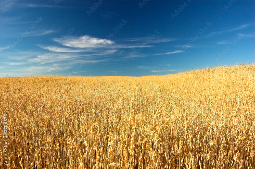 Obraz premium Wheat field