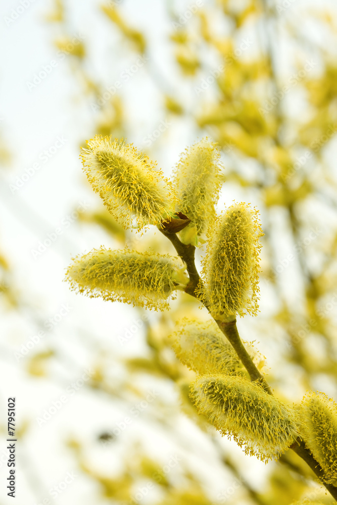 Fototapeta premium Pussy willow