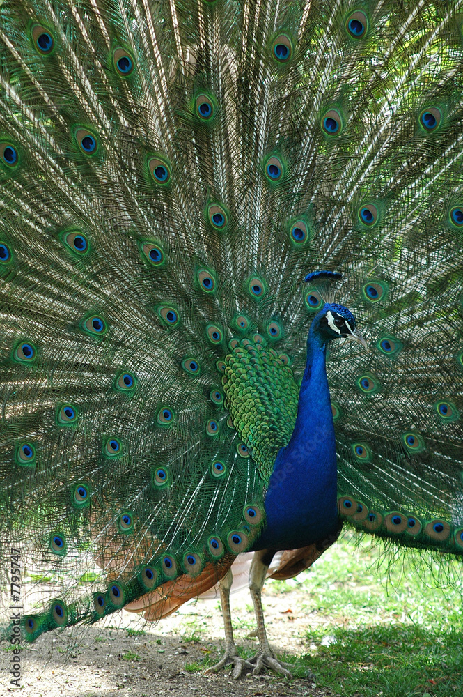 Obraz premium Peacock in full plumage