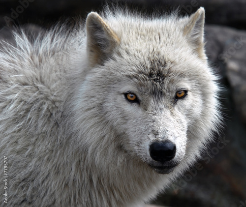 Fototapeta Naklejka Na Ścianę i Meble -  Arctic Wolf