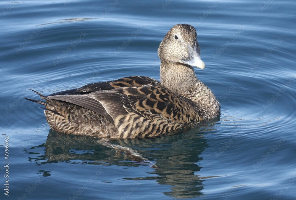 Female eider. Female eider.