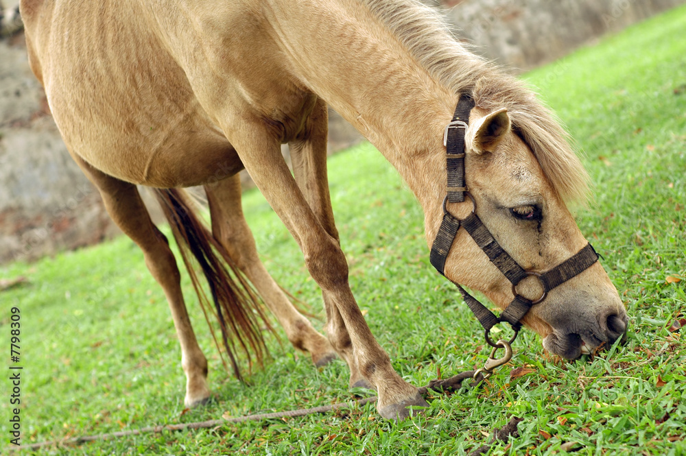 Fototapeta premium Horse tied up