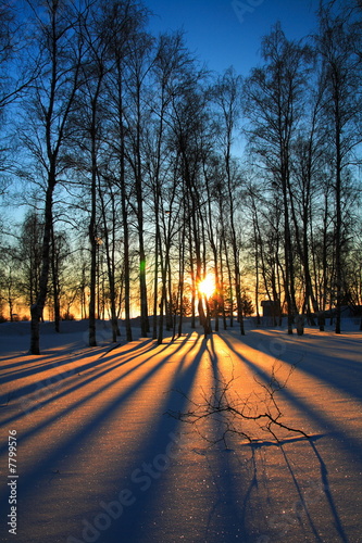 Sunset through leafless trees in winter