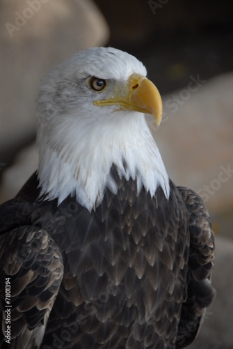 Weisskopfseeadler