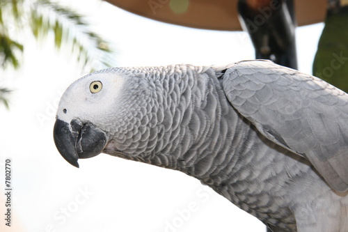 AFRICAN GRAY BIRD BREED
