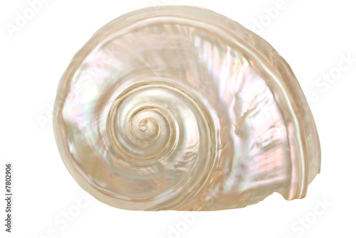 Conch Shell mother-of-pearl-1