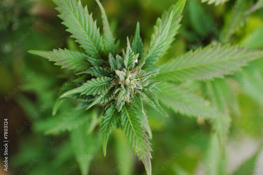 Marihuana Marihuana