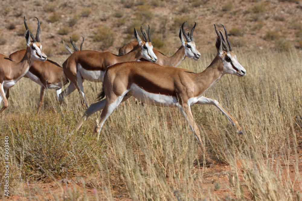 Springbok herd