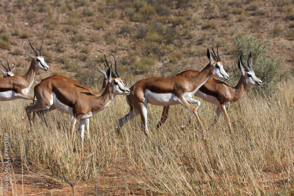Springbok running Springbok running