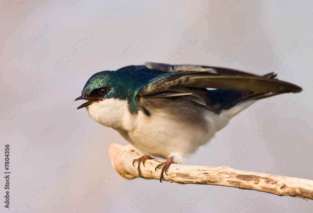Fototapeta premium Agitated Tree Swallow (Tachycineta Bicolor)