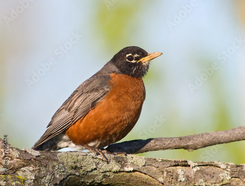 American Robin (Turdus Migratorius) resting on a large branch