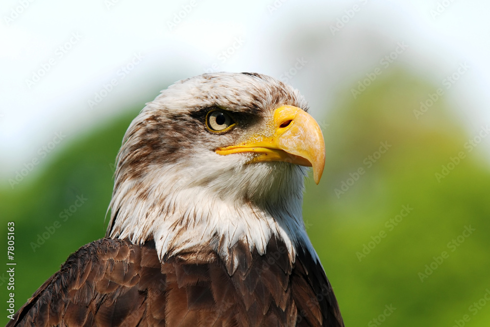 Bald Eagle portrait