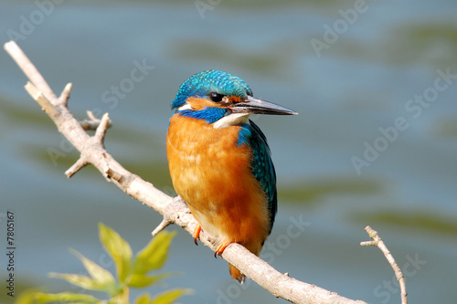 wonderful coloured kingfisher