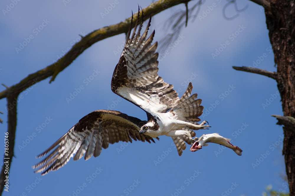 Fototapeta premium An Osprey's Dinner
