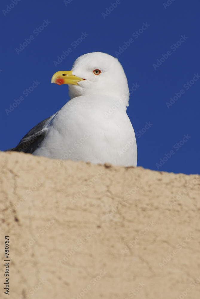 Obraz premium Sentry Seagull