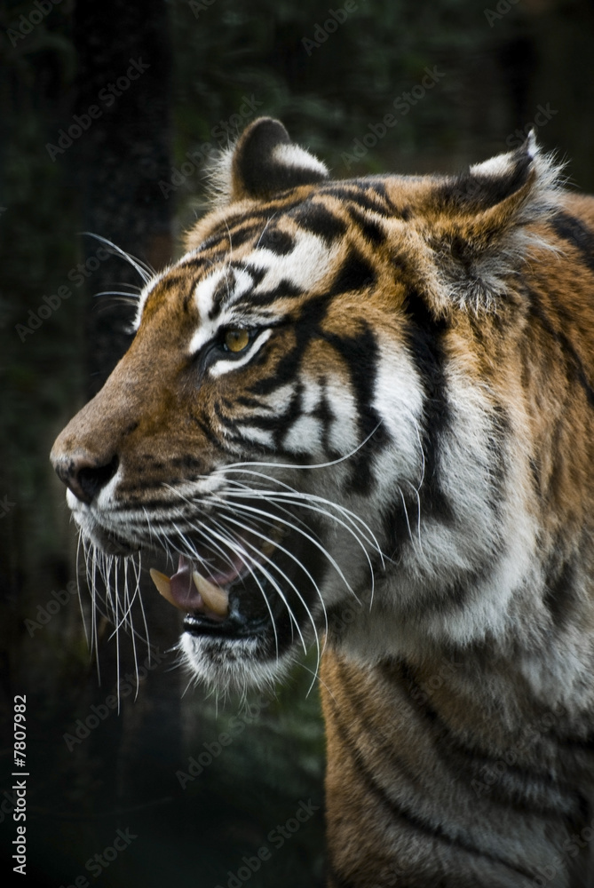 Fototapeta premium Tigers head