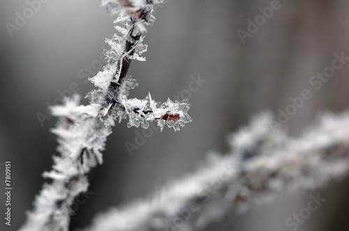 Frozen branch close-up