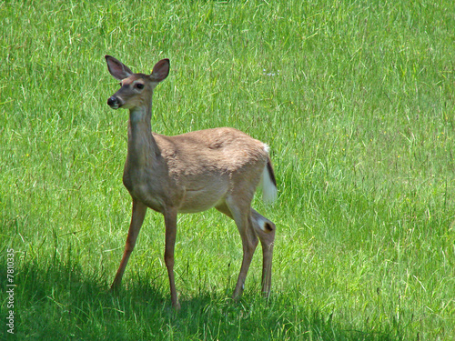 Fototapeta Naklejka Na Ścianę i Meble -  deer in a meadow
