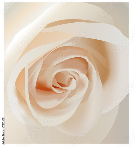 vector white rose closeup