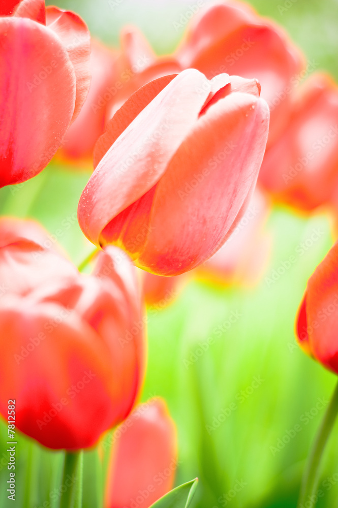 Fototapeta premium flowers background
