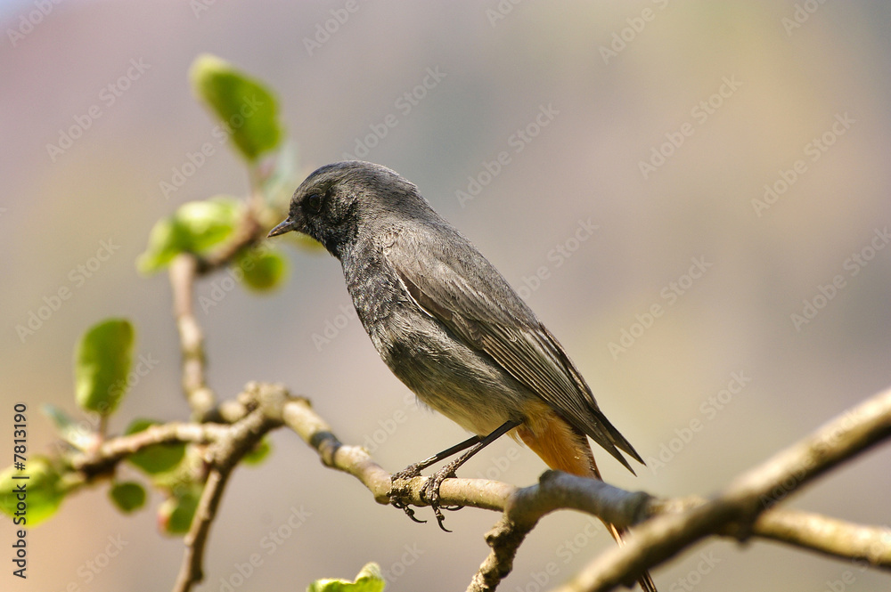 Obraz premium Black redstart (Phoenicurus ochruros)