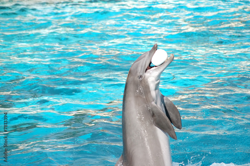 Naklejka premium Dolphin plays